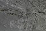 Carboniferous Fossil Fern (Pecopteris) Frond - France #338634-1